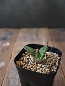 agave titanota '鬼爪' 04