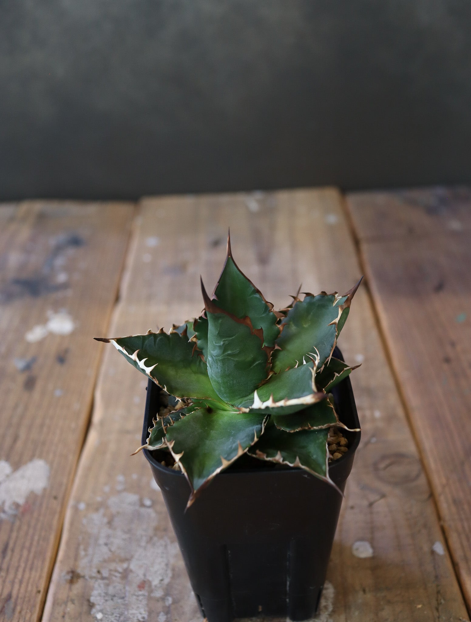 agave  horrida x parasana 002