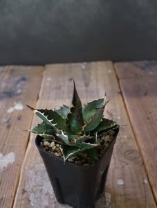 agave  horrida x parasana 002