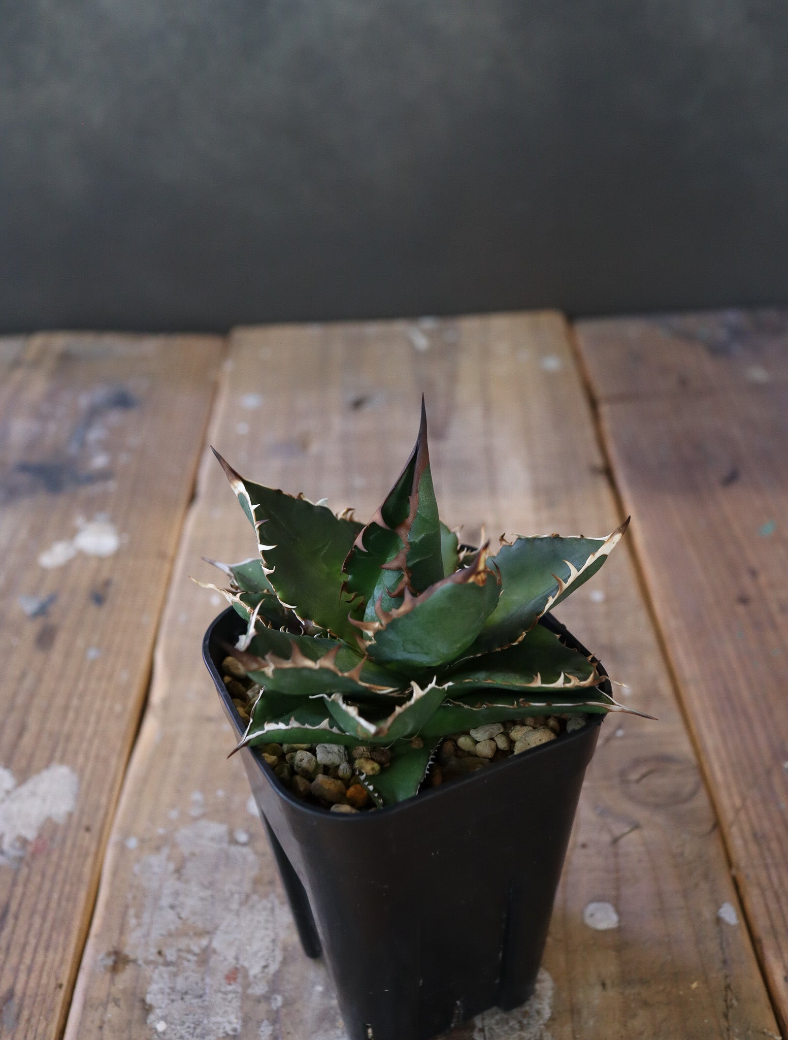 agave  horrida x parasana 002