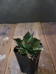 agave  horrida x parasana 002