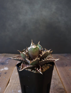 Agave titanota 'Red Catweazle' 005