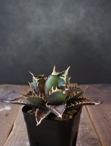 Agave titanota 'Red Catweazle' 005