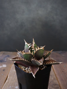 Agave titanota 'Red Catweazle' 005