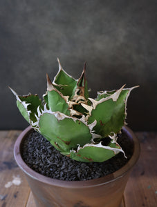 Agave titanota "White row" （子株販売）