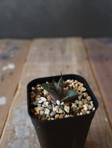 Agave titanota "White row" （子株販売）