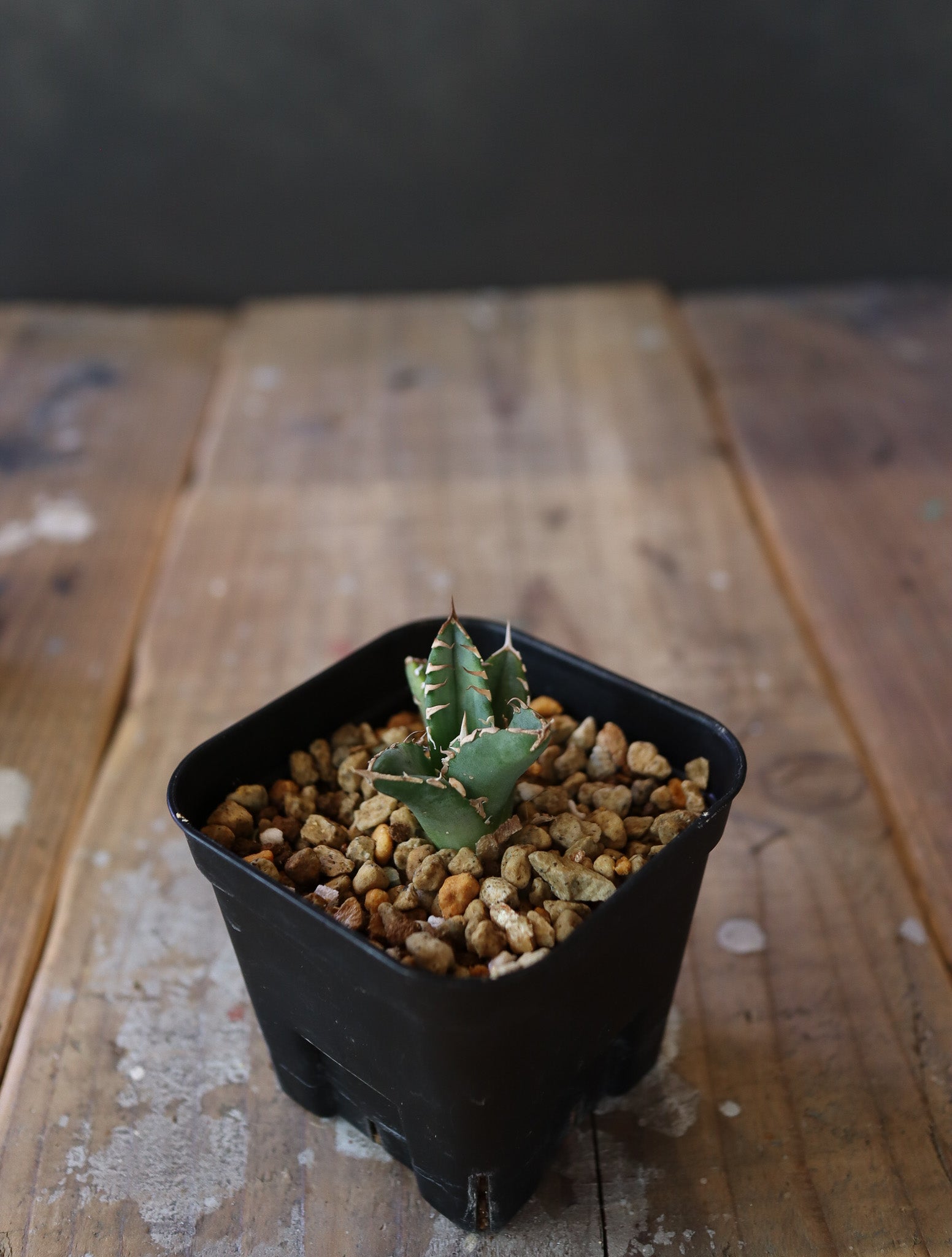 agave titanota Sierra mixteca striata 002 (子株販売）