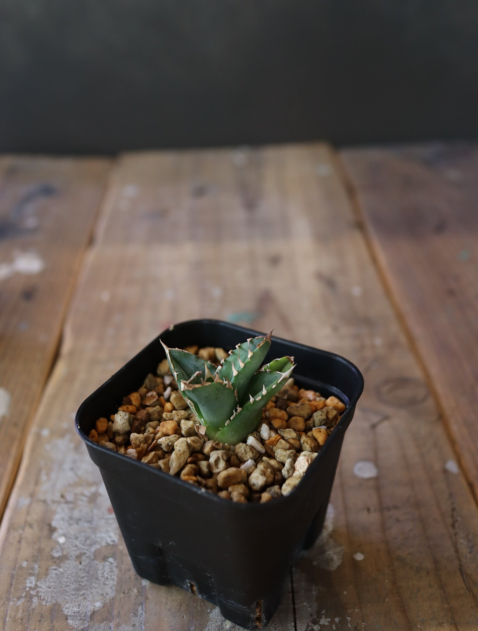 agave titanota Sierra mixteca striata 002 (子株販売）