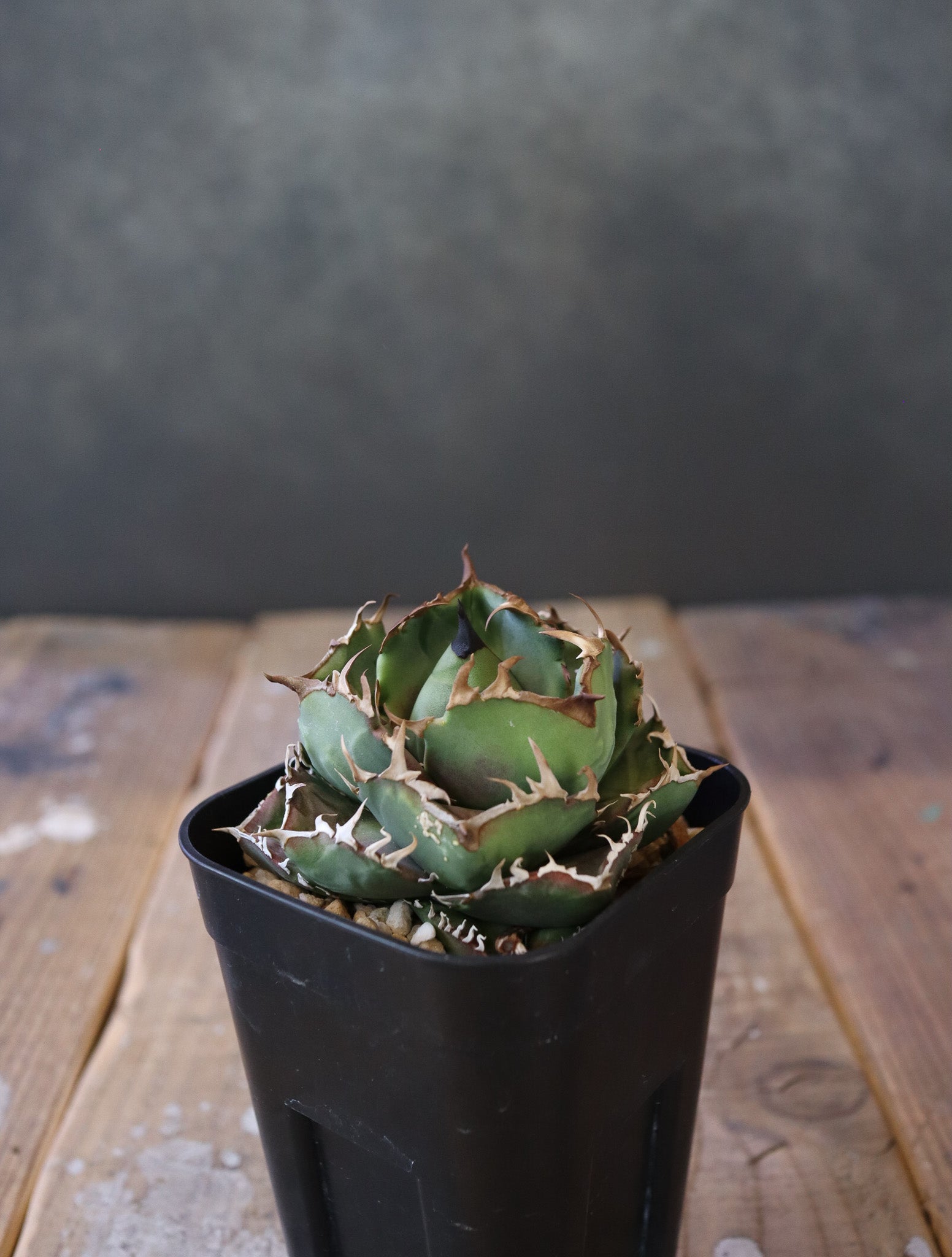 Agave Titanota sicily compacta 009