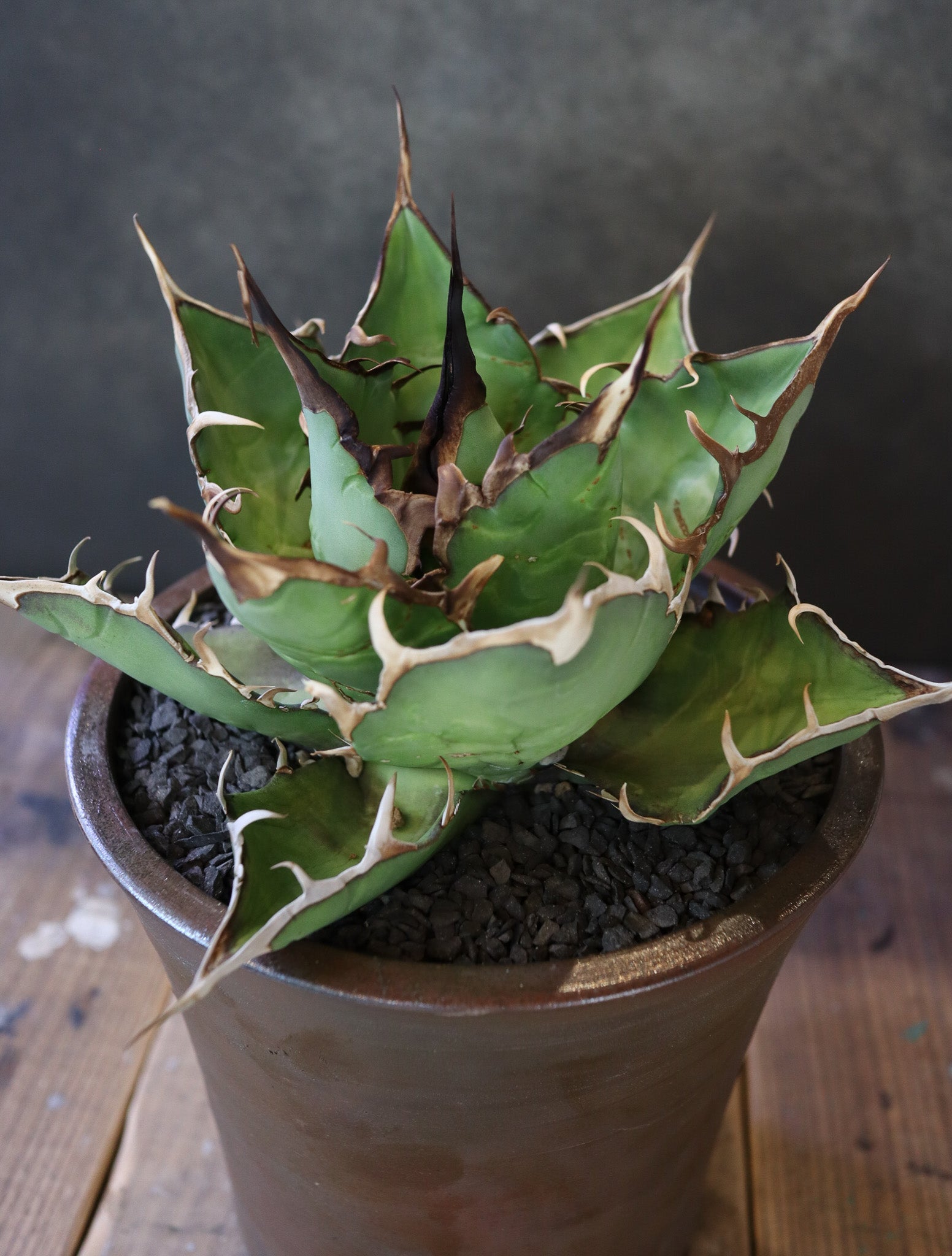 Agave titanota 'Hades' 009