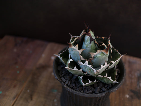 小野瀬一 × Agave titanota 'Black and Blue' – DELTA PLANTS