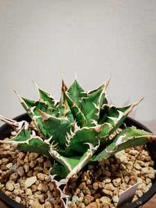 agave titanota Sierra mixteca striata 002 (子株販売）